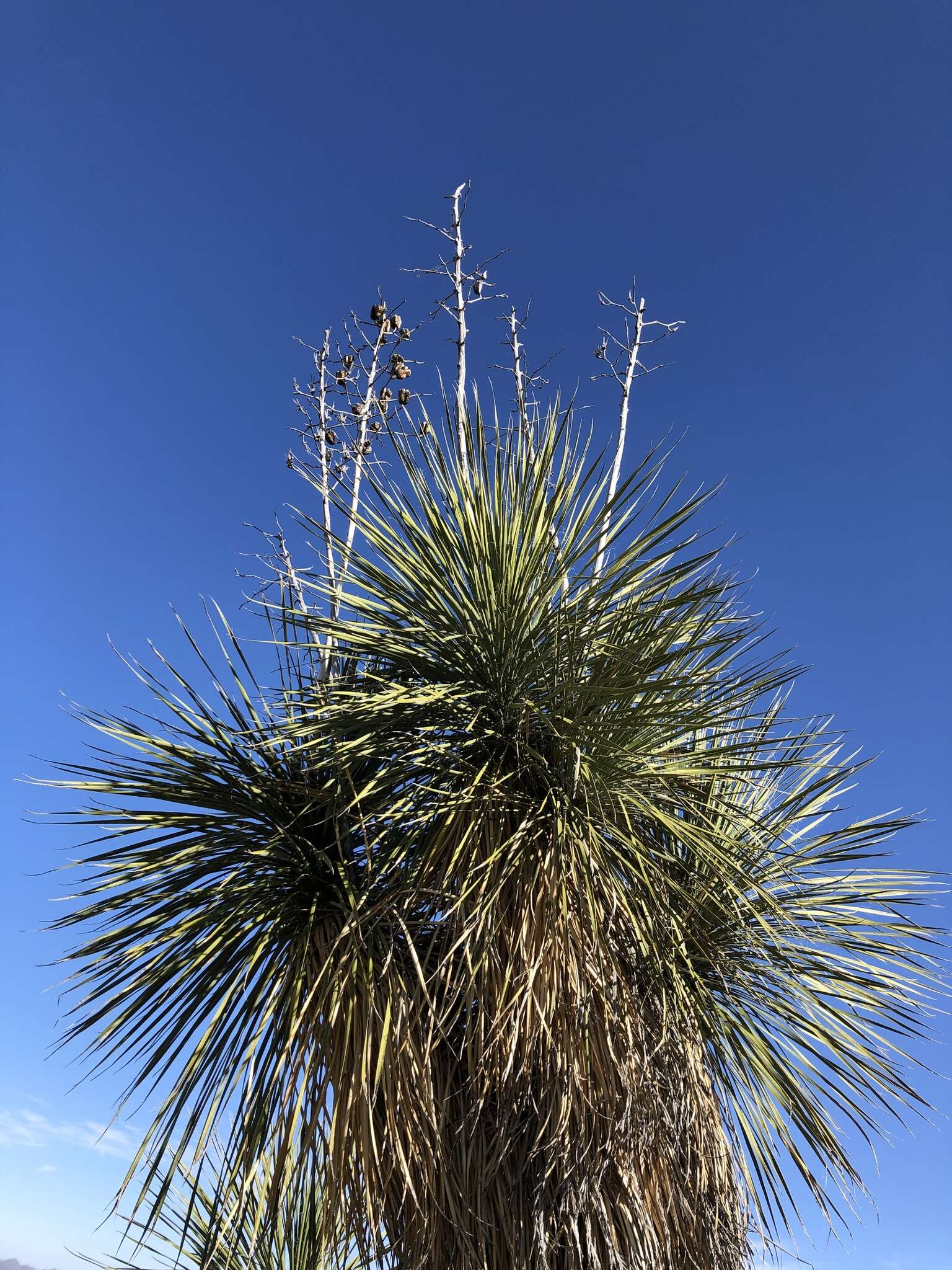 Image of Yucca elata var. elata