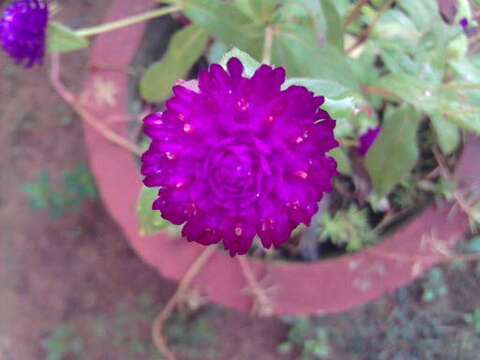 Image of Globe Amaranth