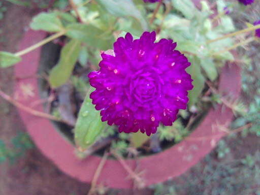 Image of Globe Amaranth