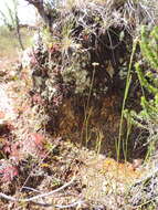 Image of Drosera madagascariensis DC.