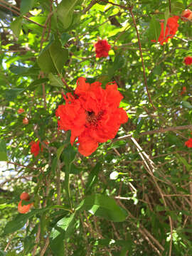 Image of pomegranate