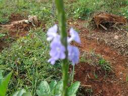 Image of light-blue snakeweed