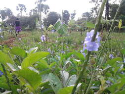 Image of light-blue snakeweed