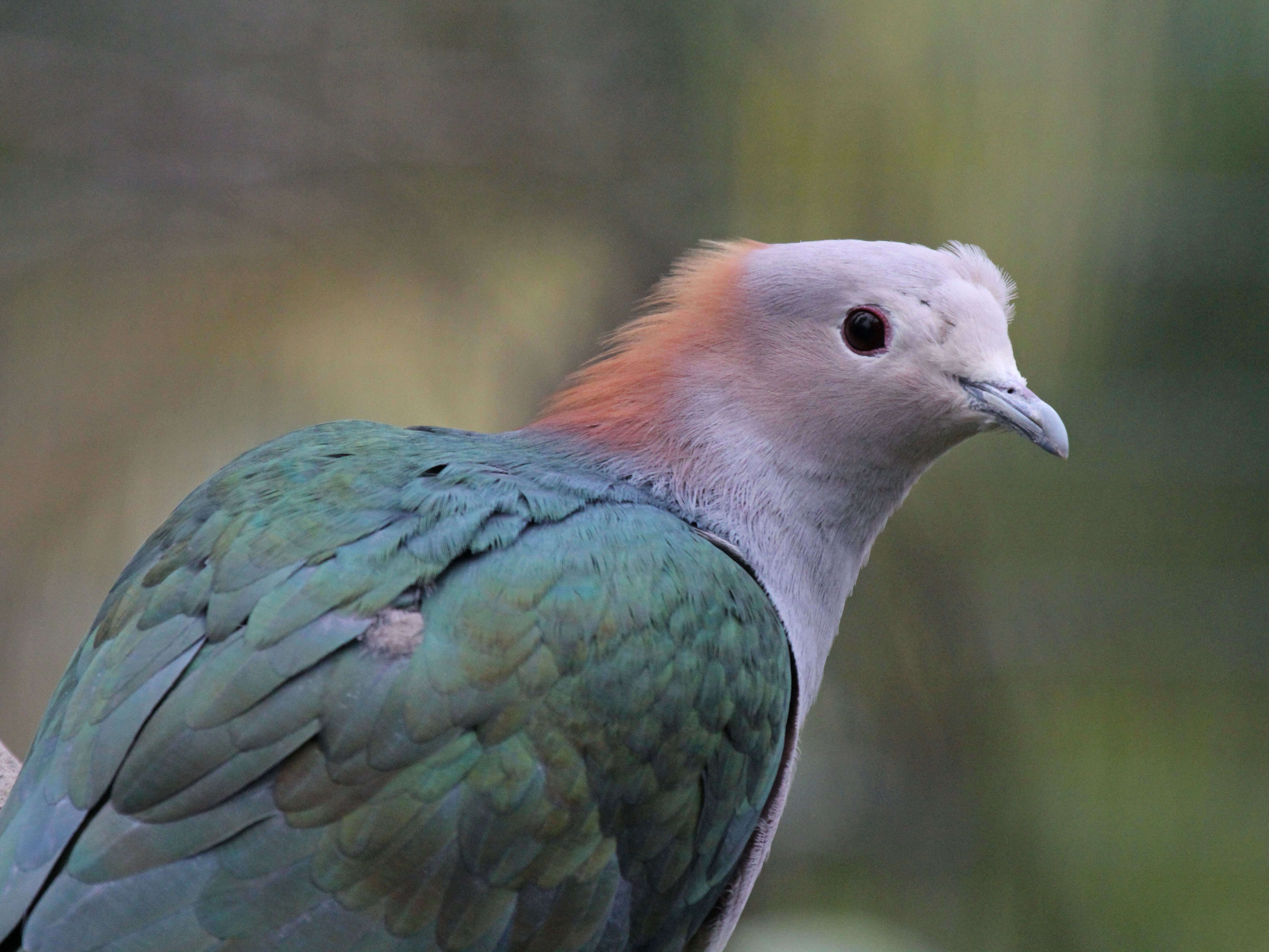 Imagem de pombo imperial verde