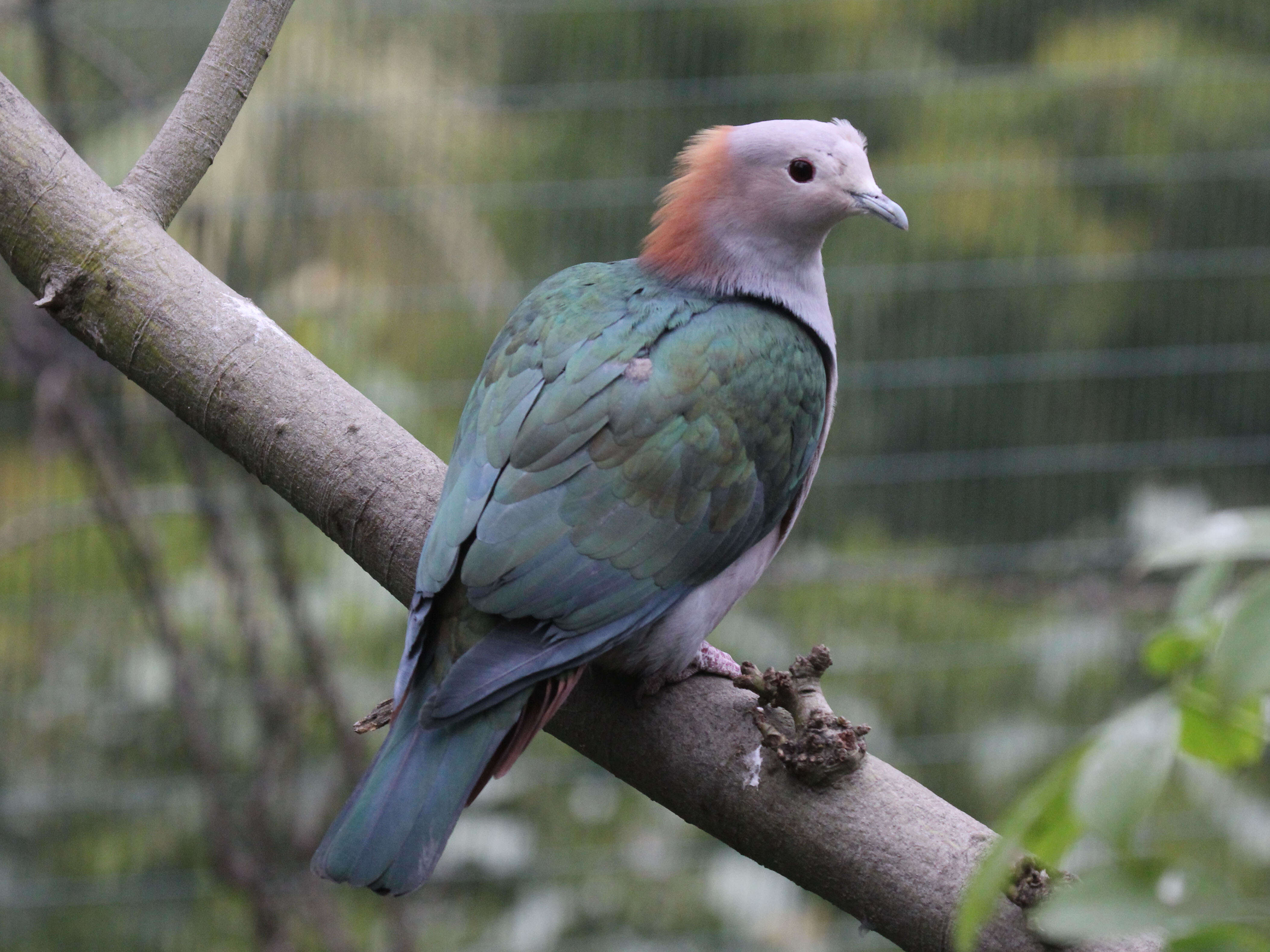 Imagem de pombo imperial verde