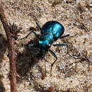 Cicindela (Cicindela) scutellaris rugata Vaurie 1950 resmi