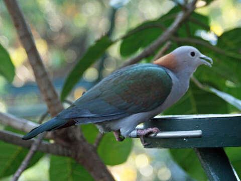 Imagem de pombo imperial verde