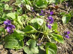 Image of sweet violet