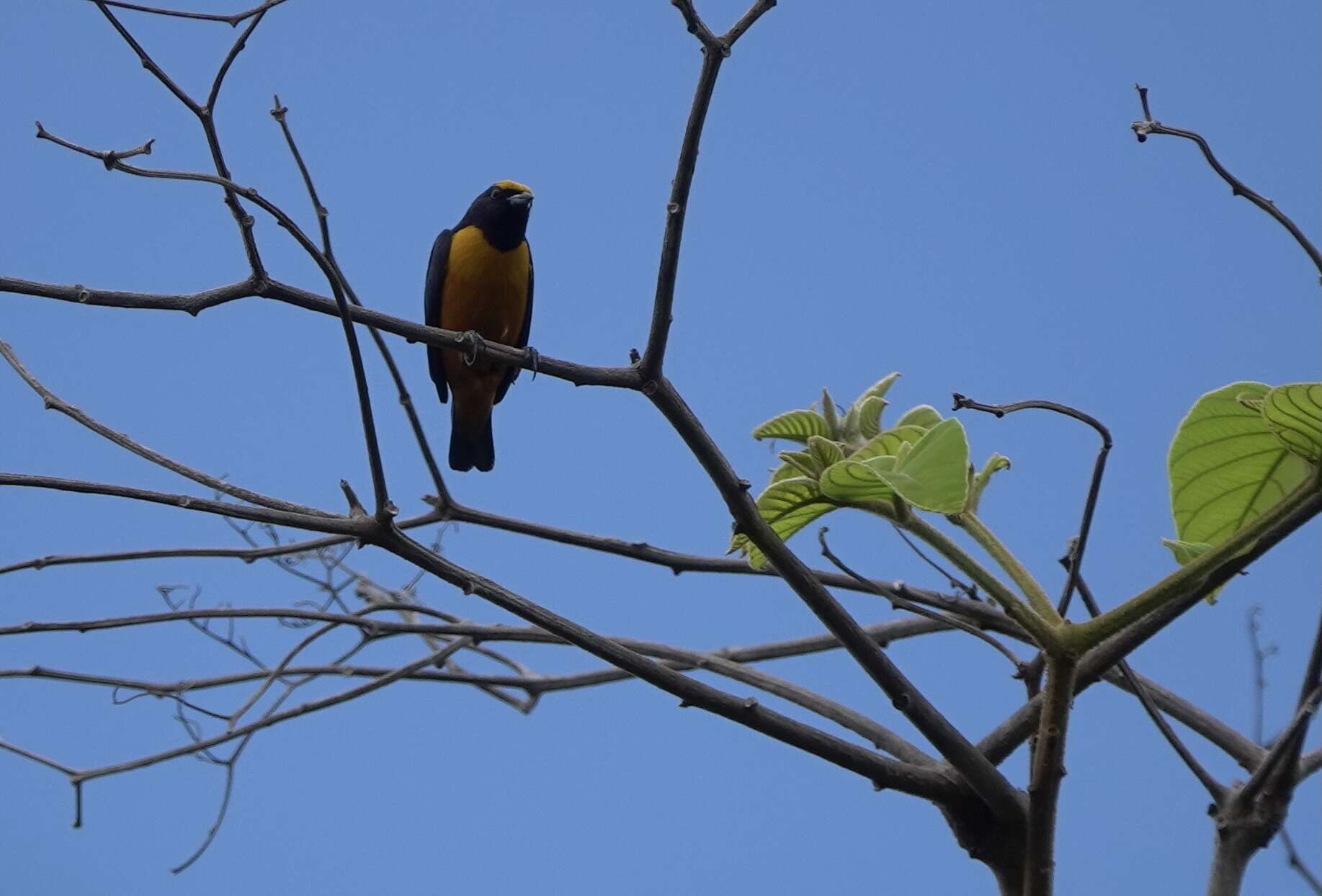 Image of Finsch's Euphonia