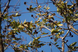 Image of Platycarya