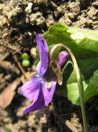 Image of sweet violet