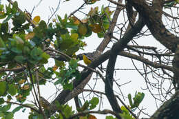 صورة Emberiza cabanisi (Reichenow 1875)