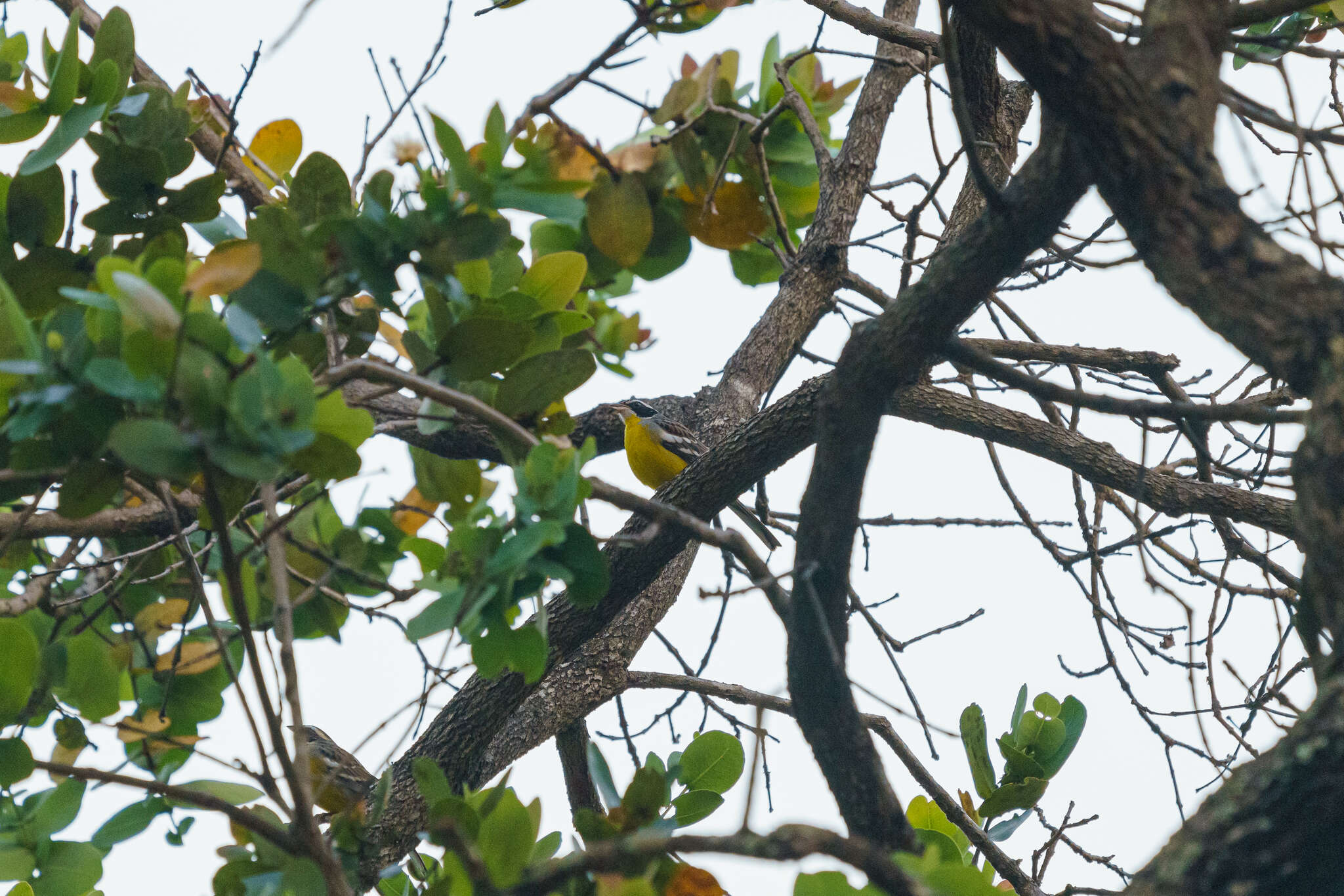 Слика од Emberiza cabanisi (Reichenow 1875)