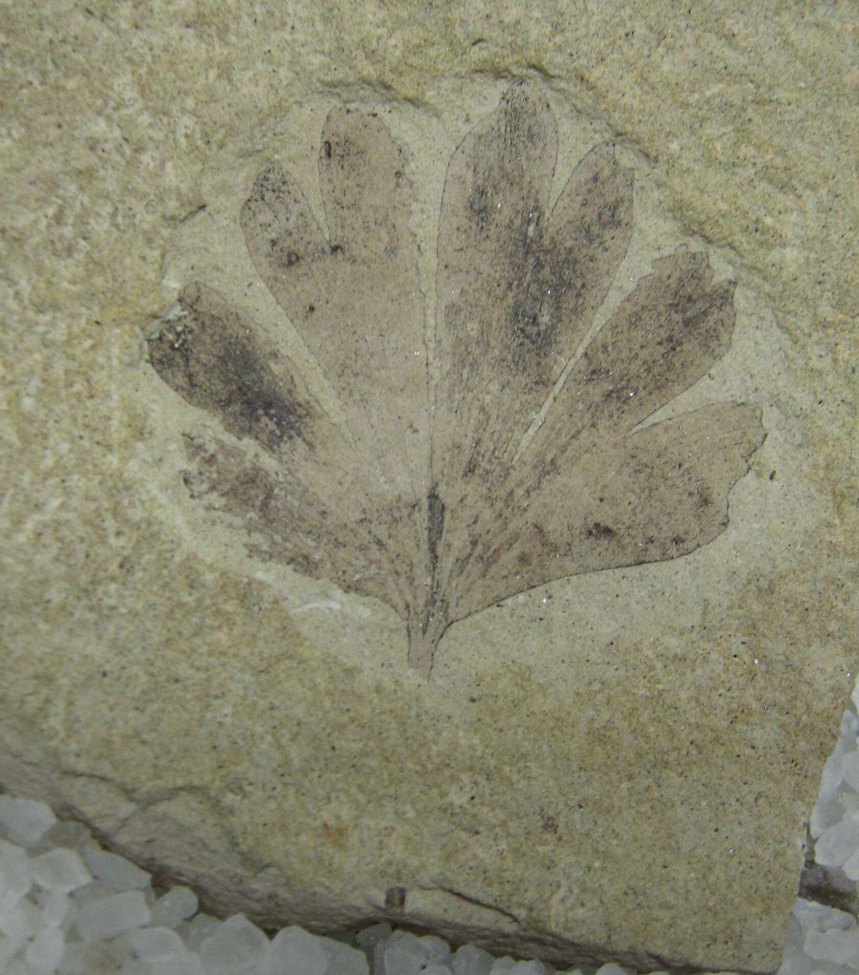 Image of Ginkgoopsida