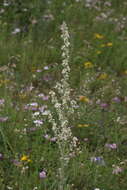 Image of white mullein