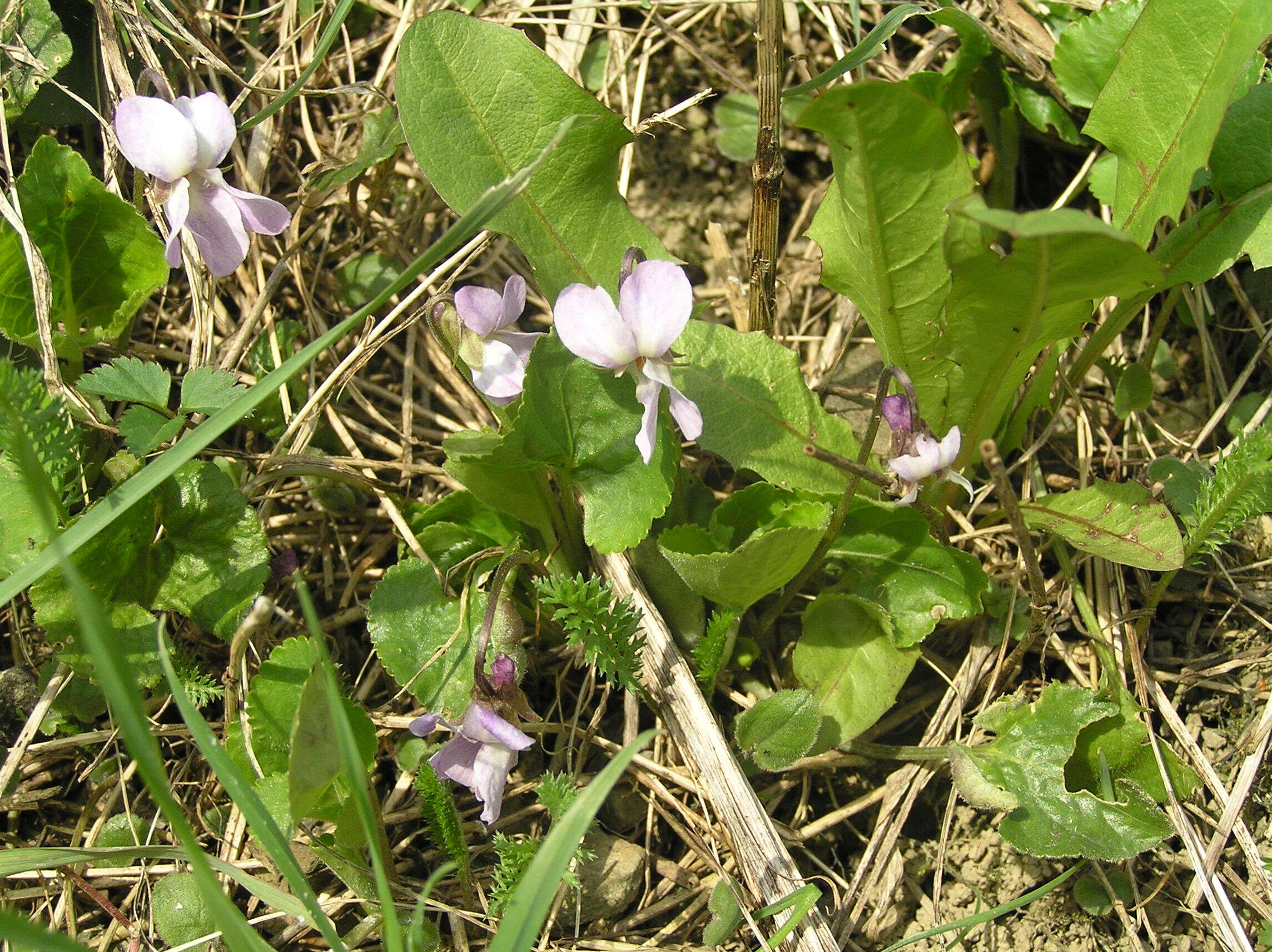 Image of sweet violet