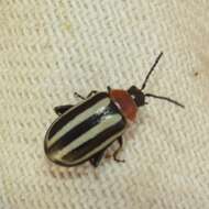 Image of Disonycha maritima Mannerheim 1843