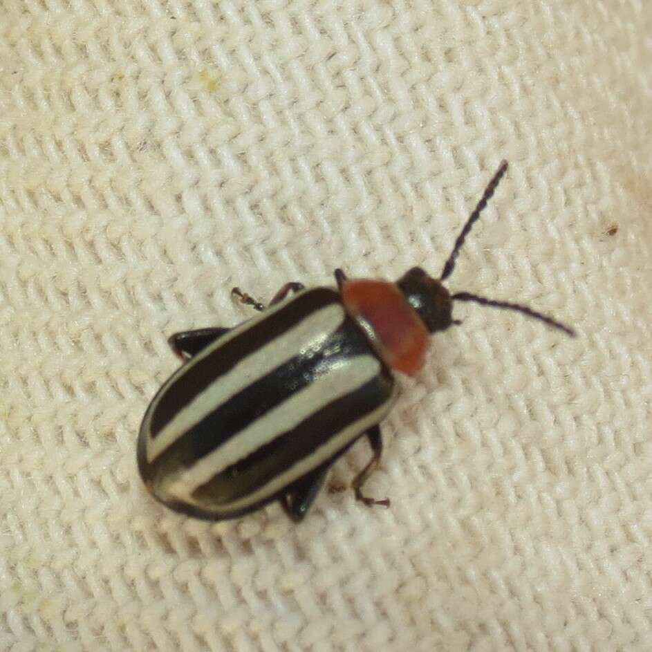 Image of Disonycha maritima Mannerheim 1843