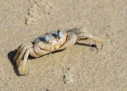 Image of tufted ghost crab