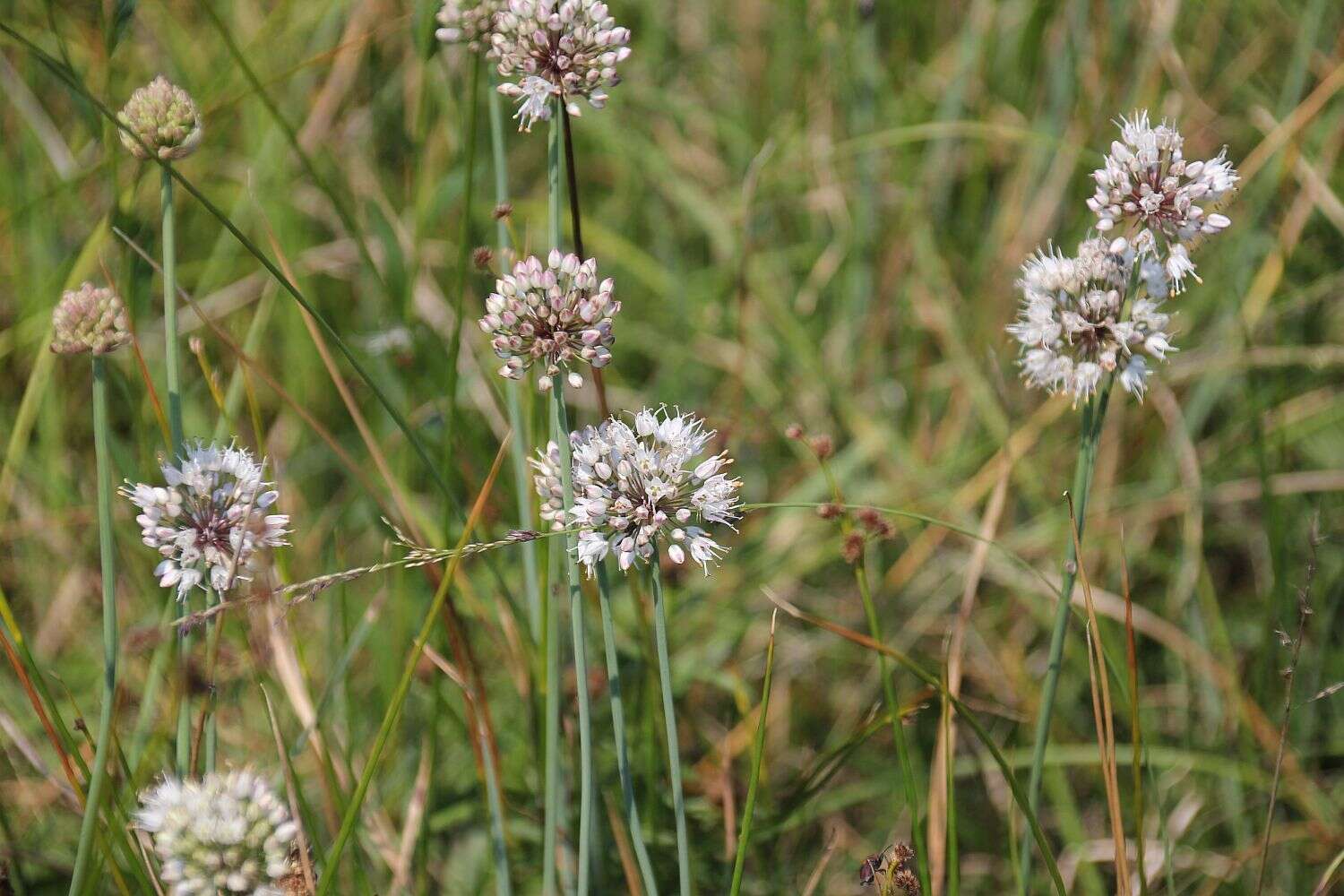 Слика од Allium suaveolens Jacq.