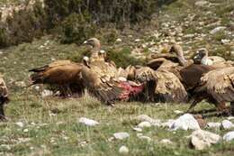 Image of Eurasian Griffon Vulture