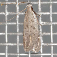 Image of Anacampsis comparanda Meyrick 1929