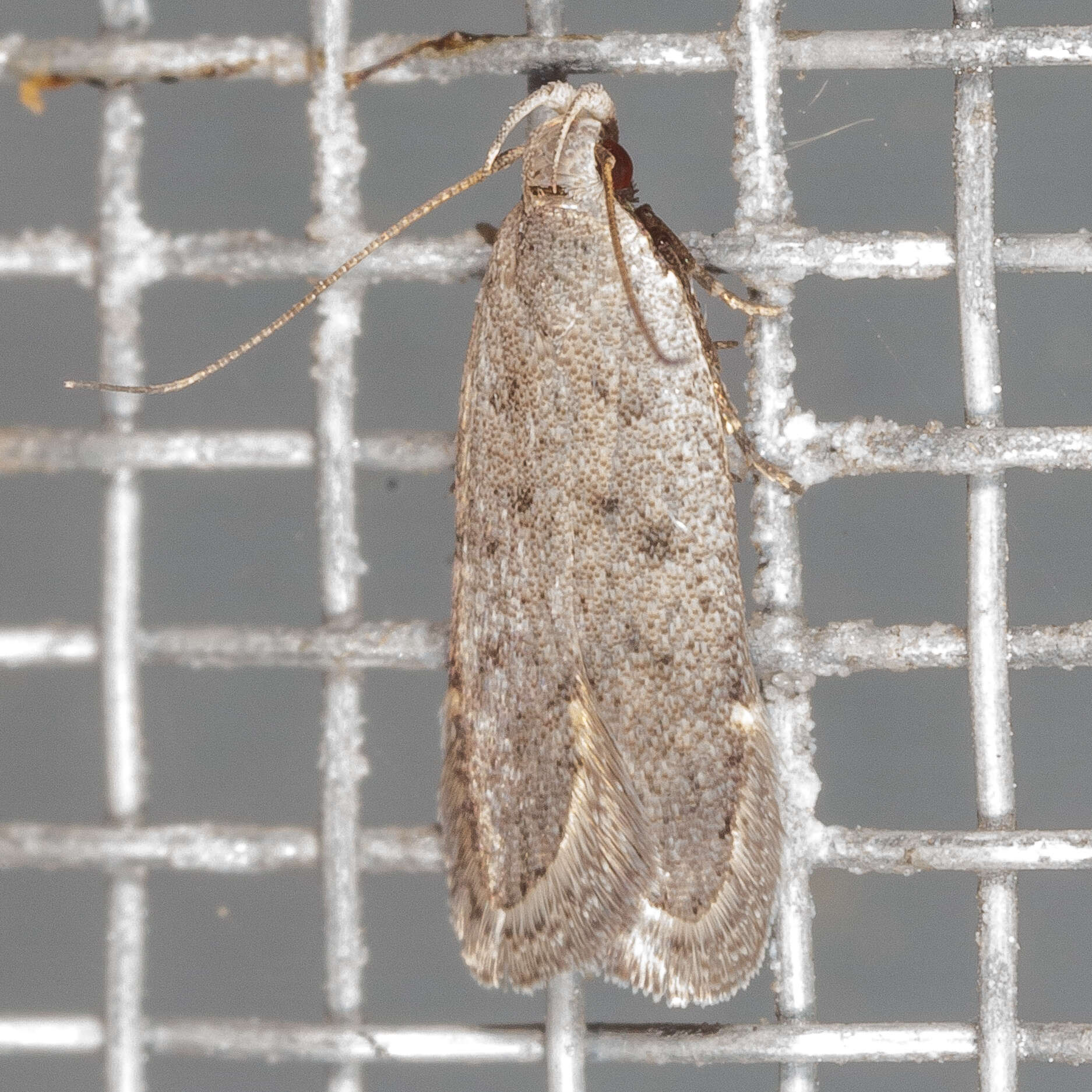 Image of Anacampsis comparanda Meyrick 1929