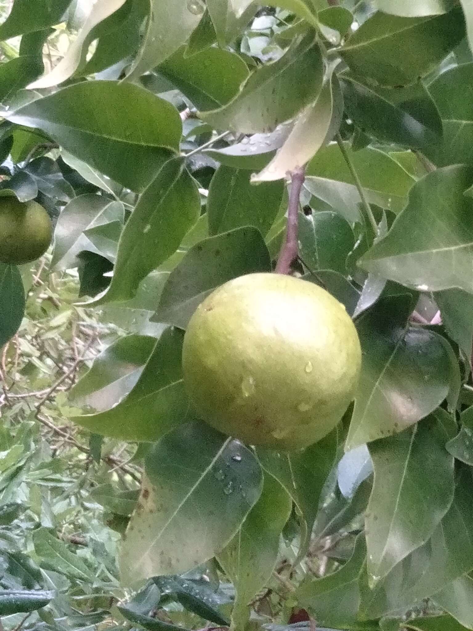 Image of Xylocarpus rumphii (Kostel.) Mabberley