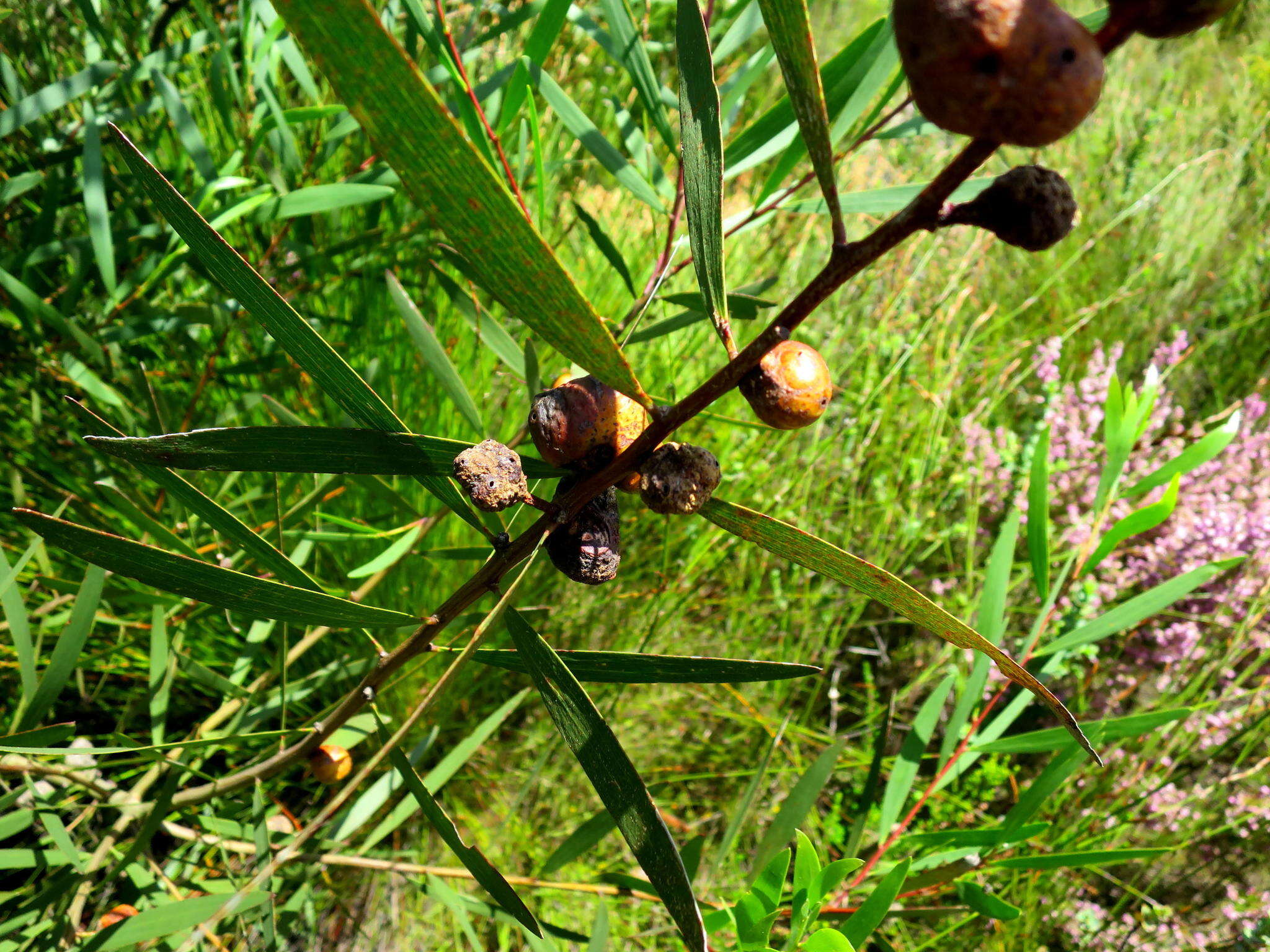 صورة Trichilogaster acaciaelongifoliae (Froggatt 1892)