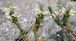 Image of <i>Erica <i>goatcheriana</i></i> subsp. goatcheriana