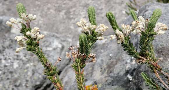 Imagem de Erica goatcheriana L. Bolus