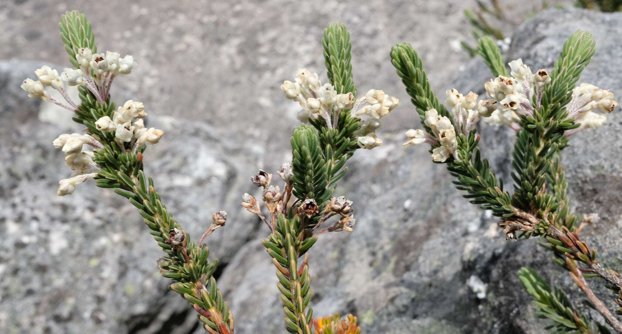 <i>Erica <i>goatcheriana</i></i> subsp. goatcheriana resmi