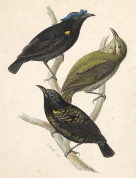 Image of broadbills