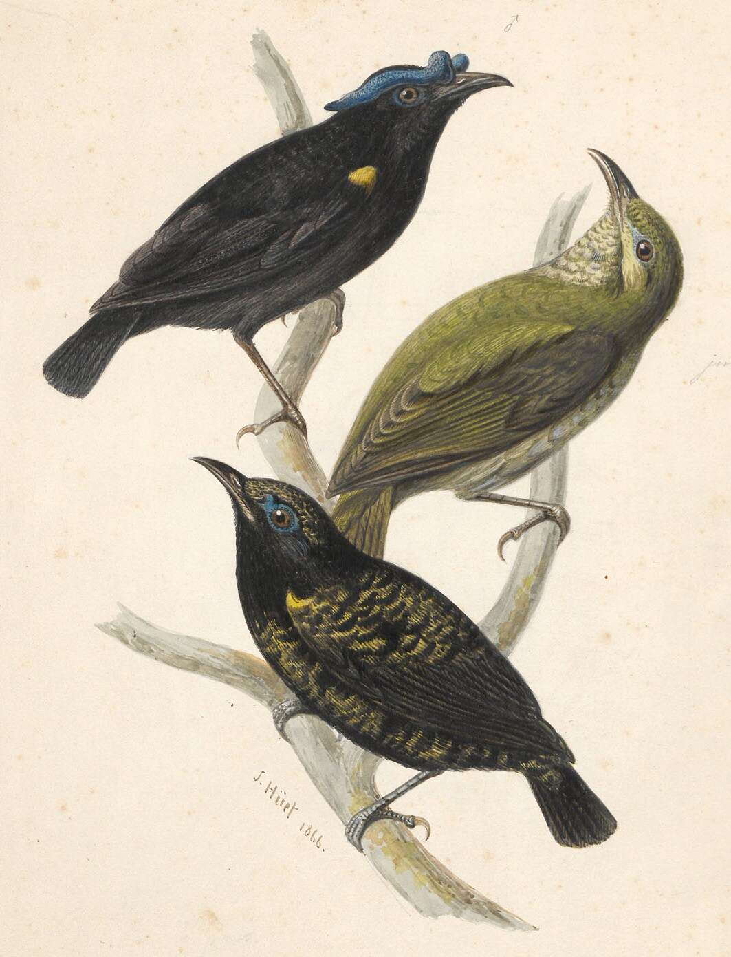 Image of broadbills