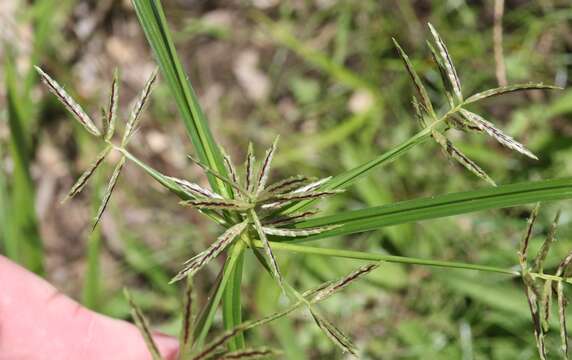 Image of Roadside Flat Sedge