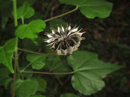 Image of Abutilon grantii A. Meeuse