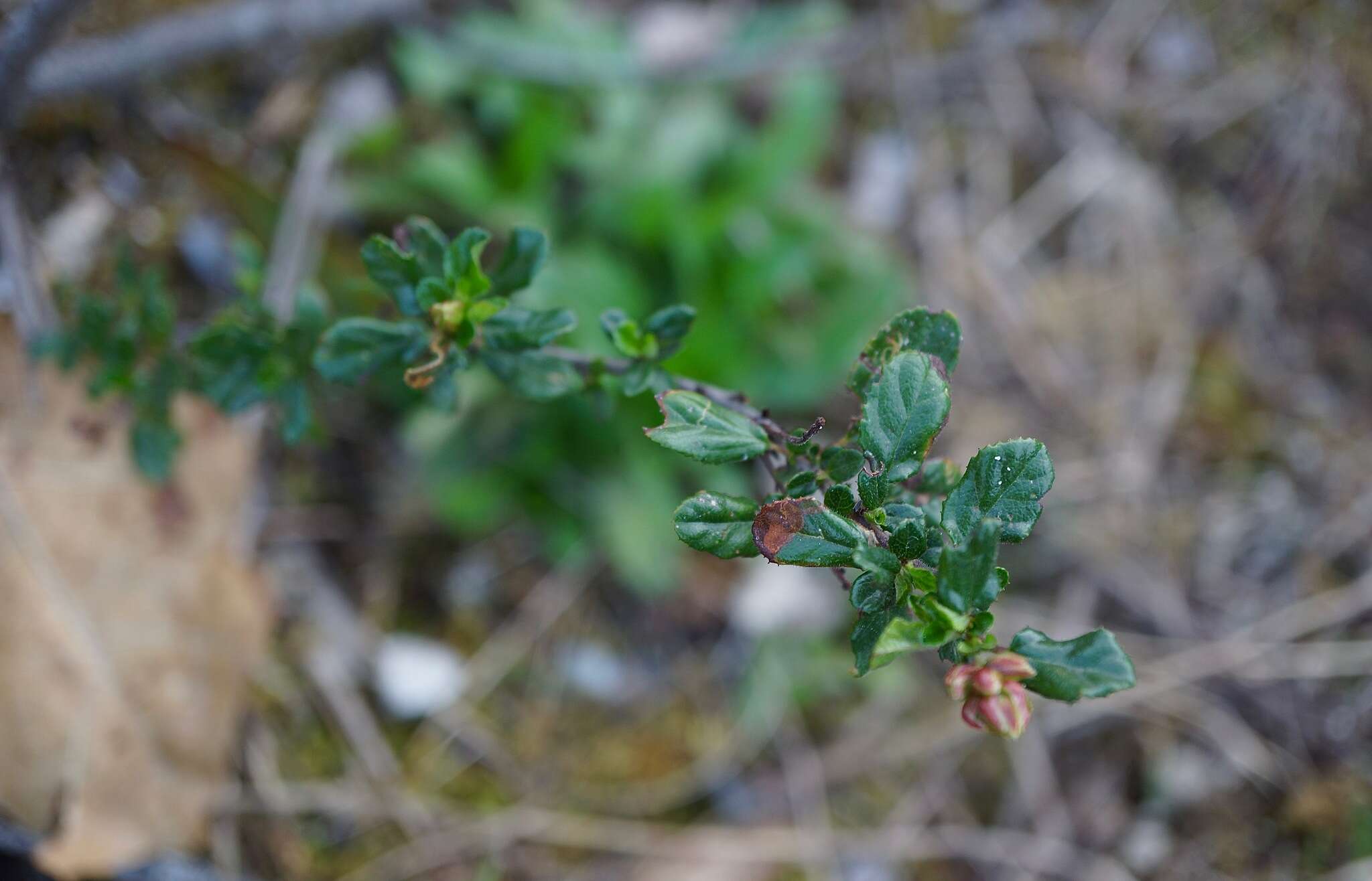 Image of Vine Hill ceanothus