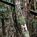 Image of Southern Flat-tail Gecko