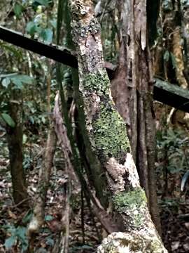 Image of Southern Flat-tail Gecko