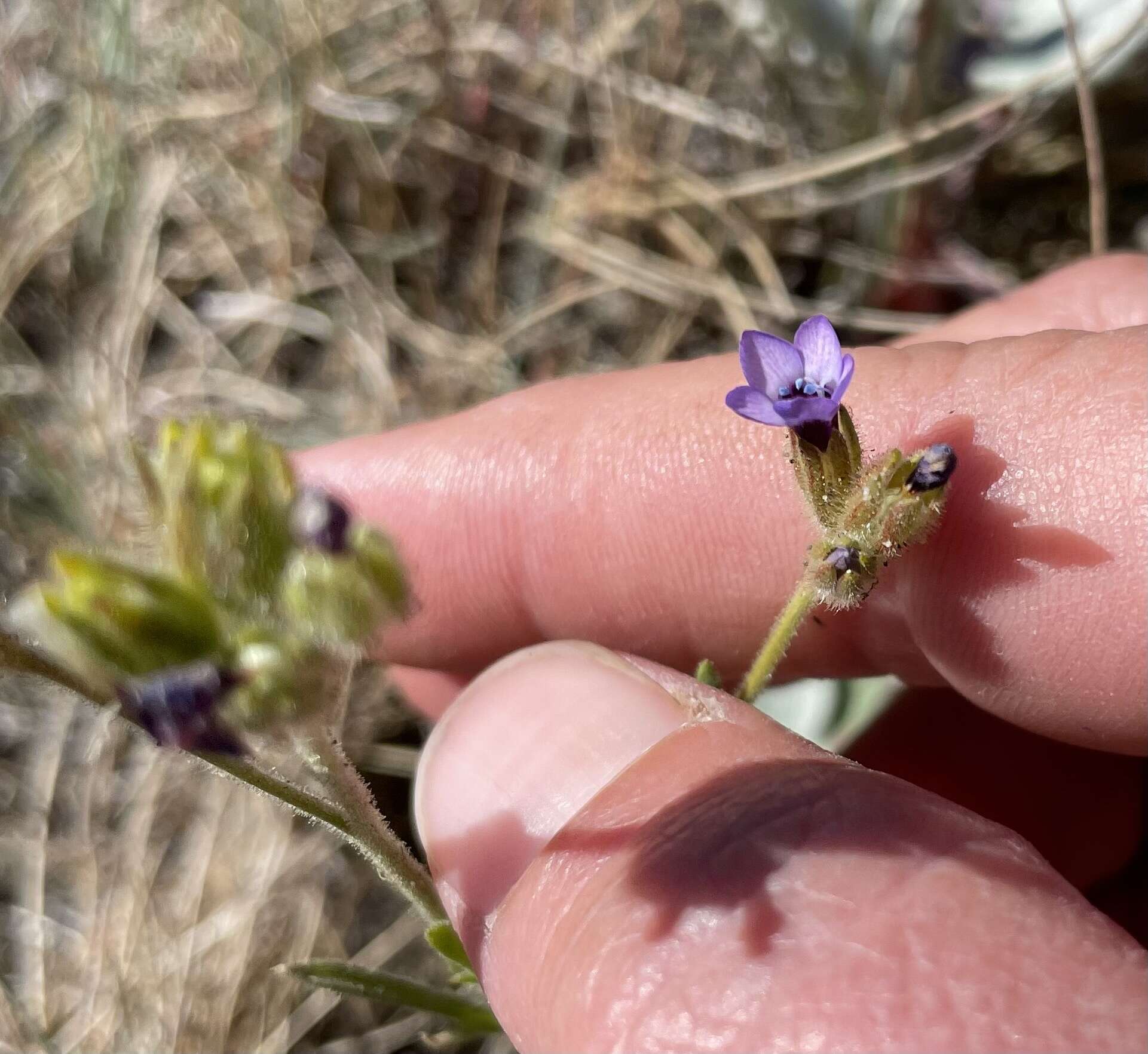 Image of manyleaf gilia