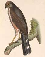 Accipiter tachiro (Daudin 1800)的圖片