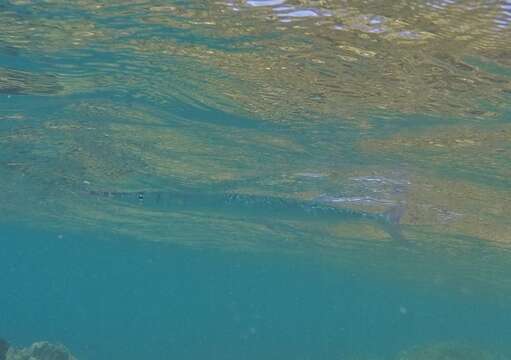 Image of Hound Needlefish