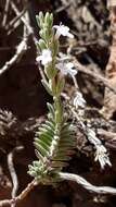 Micromeria lachnophylla Webb & Berthel. resmi