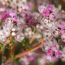 Image of Compacted Featherflower