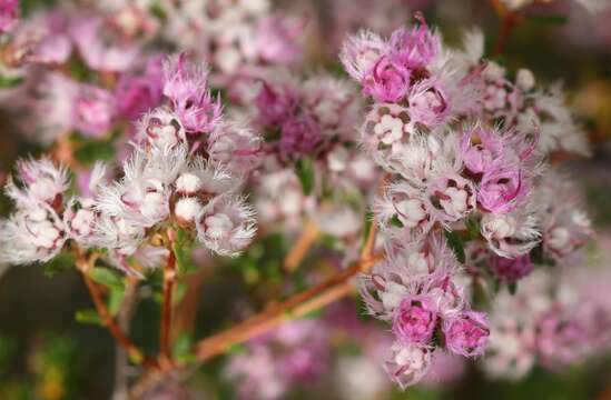 Image of Compacted Featherflower