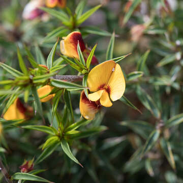 Image of Pultenaea acerosa Benth.