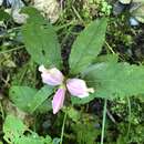 Image of pink turtlehead