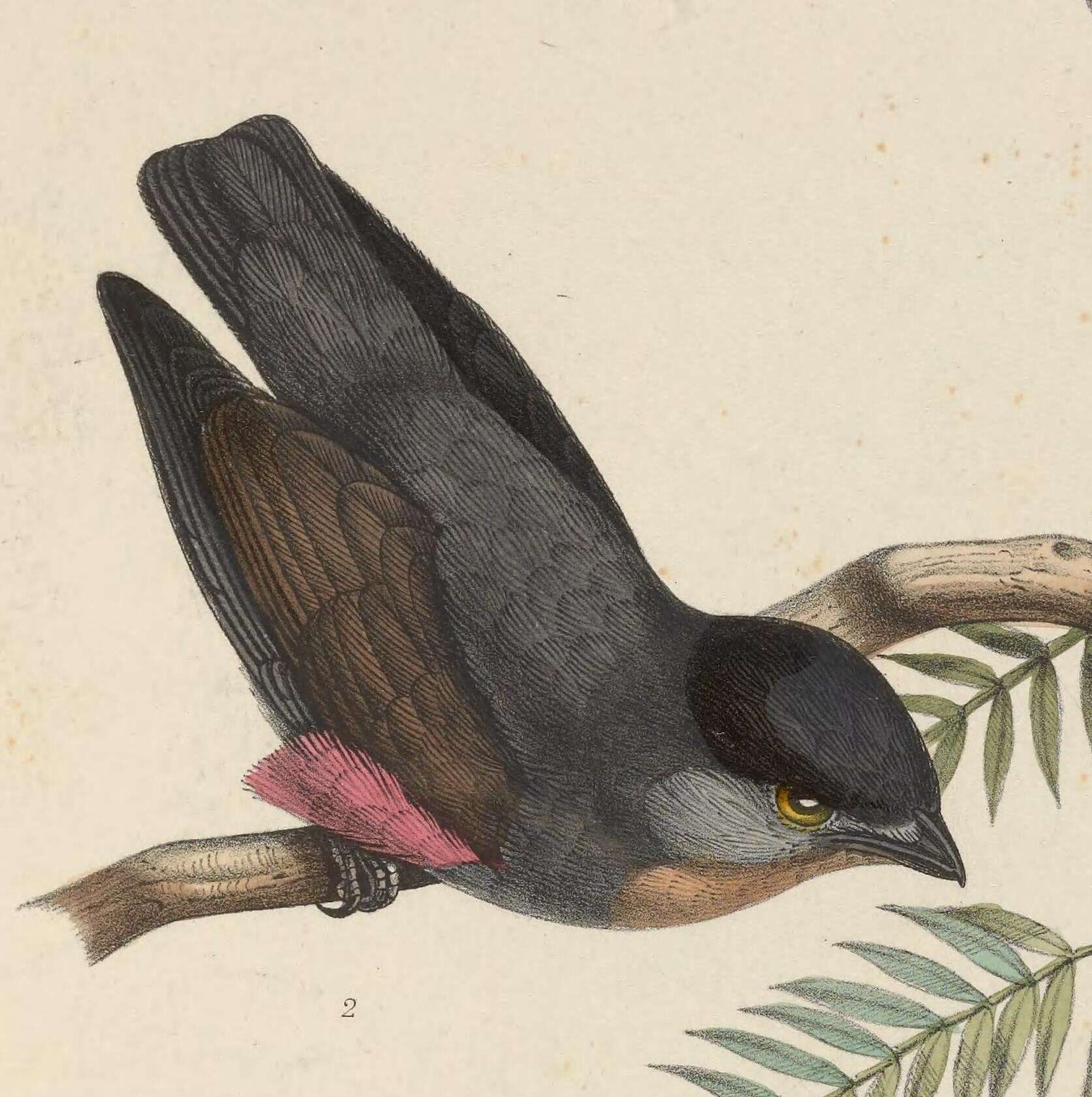 Image of Buff-throated Purpletuft