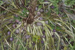 Image of Jaborosa magellanica (Griseb.) P. Dusen