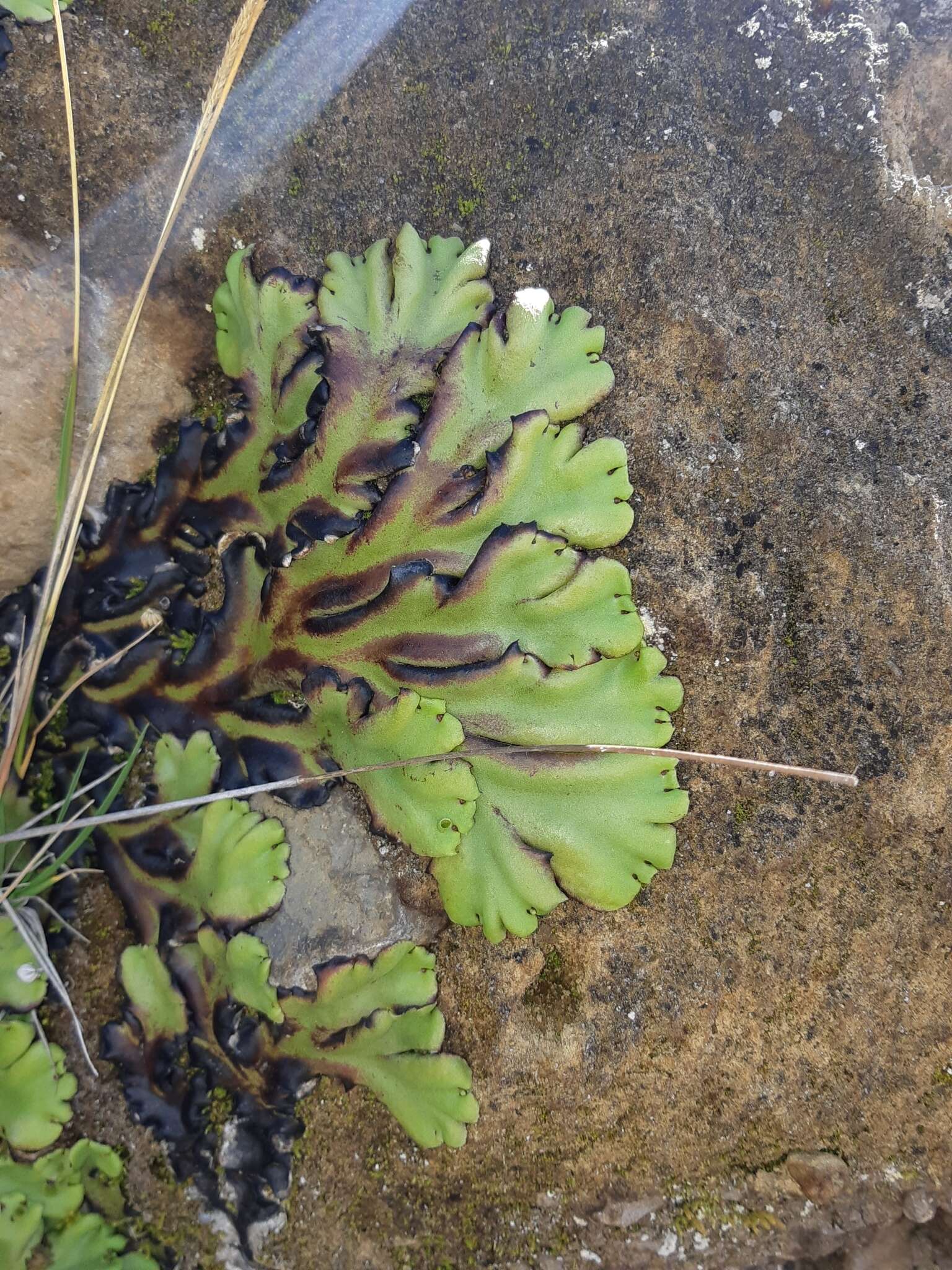 Image of Marchantia plicata Nees & Mont.